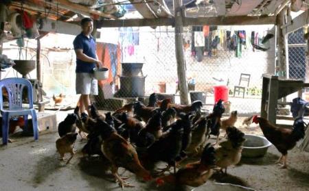 Siết chặt quản lý, ngăn chặn vận chuyển trái phép gia cầm qua biên giới
