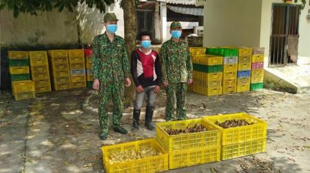 Thu giữ hơn 32.000 gia cầm giống vận chuyển trái phép qua sông biên giới