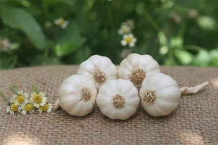 Cứ 10 người thì đã có 8 người không biết những lợi ích của tỏi!