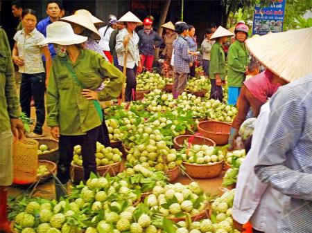 Đẹp mùa na chín Chi Lăng