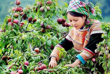 Ngành nghề nông thôn giải quyết việc làm cho 2,3 triệu người