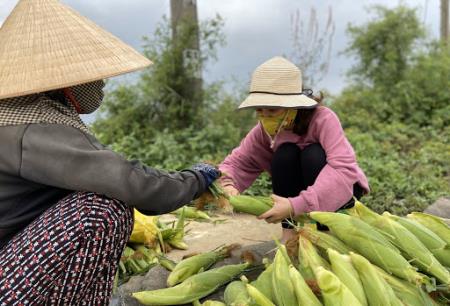 Mùa lúa bắp
