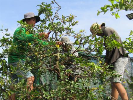 Hoa kiểng miền Tây nhộn nhịp vào Xuân