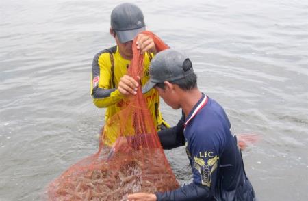 Đồng bằng sông Cửu Long nỗ lực cứu tôm nuôi