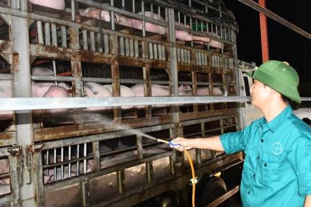 Bắt đầu nhập khẩu lợn sống từ Thái Lan