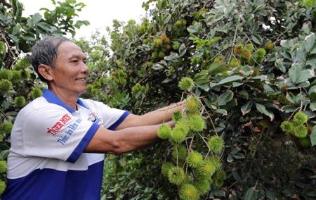 Cù lao Tân Quy mùa trái chín