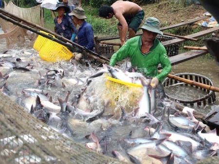 Nông sản Việt Nam chú trọng chinh phục thị trường nội địa