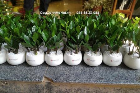 Chậu cây in logo doanh nghiệp - Quà tặng tri ân ý nghĩa