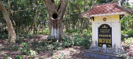 Khu rừng mang tên Bác Hồ giữa lòng phố thị