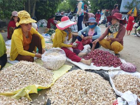 Nâng tầm thương hiệu tỏi Lý Sơn