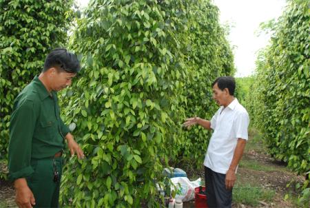 Hồi sinh cho những rừng tiêu