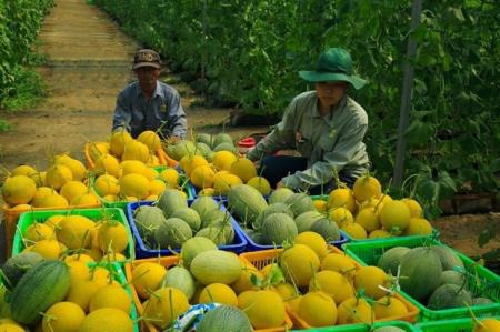 Nông nghiệp vẫn là trụ đỡ cho nền kinh tế trong đại dịch Covid-19