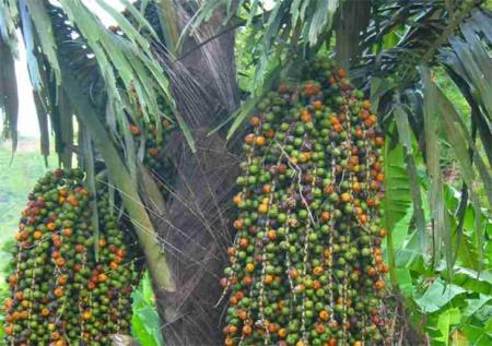 Cây đủng đỉnh