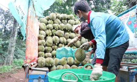 Đồng hành với nông dân trong tiêu thụ sầu riêng
