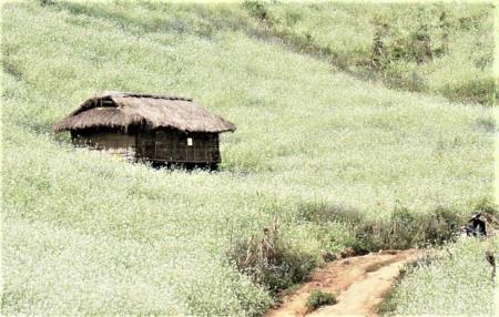 Những cung đường hoa Tây Bắc