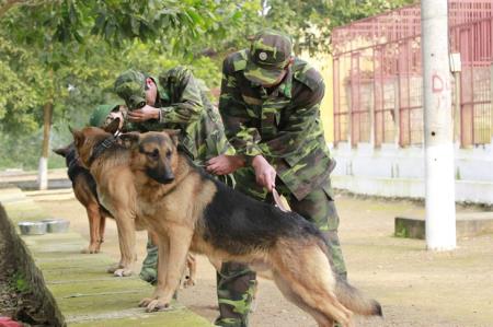 Thi đua “Đào tạo, huấn luyện giỏi, chăn nuôi tốt, sẵn sàng chiến đấu cao”