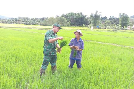 “Cánh đồng mơ ước”