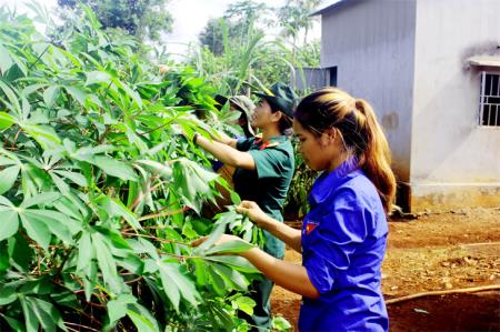 Lá mì, cà đắng, hoa đu đủ - “hồn cốt” ẩm thực của người J’rai