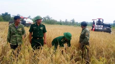 Sắc xanh nơi đất làng biên giới Ia Mơ