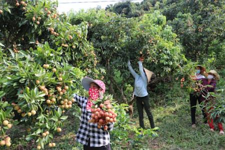 Chuyển đổi số để có đầu ra cho nông sản bền vững