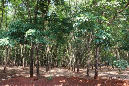 Trực tiếp kết nối sản xuất, tiêu thụ nông sản khu vực Tây Nguyên