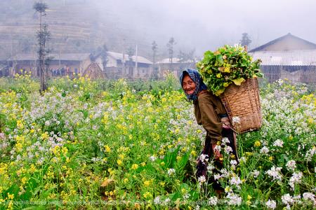 Mùa của hoa cải
