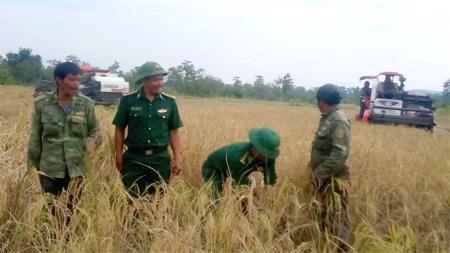 Mùa vàng nơi “làng lúa” Ia Mơ