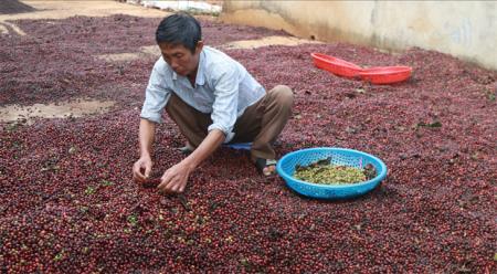 Cà phê Tây Nguyên “cung” đã vượt “cầu”? (bài 2)