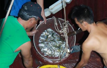 “Báo động đỏ” nghề khai thác thủy sản (bài 4)