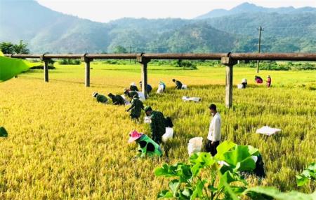 Cánh đồng Cù Bai mùa lúa chín