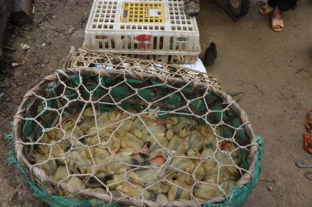 Phối hợp ngăn chặn hoạt động vận chuyển trái phép gia cầm vào Việt Nam
