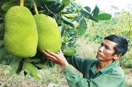 “Hái” tiền tỷ từ những tầng cây