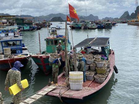 Thủy sản Việt Nam sẽ mất ngay thị trường châu Âu nếu bị phạt “thẻ đỏ”