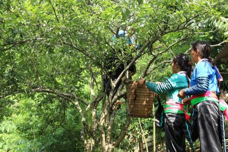Thanh Hóa: Đời sống người dân tộc thiểu số được cải thiện rõ rệt