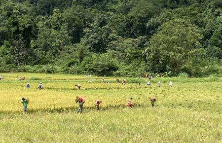 Cánh đồng Rục Làn được mùa vụ lúa Hè Thu