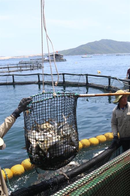 Giải bài toán chiến lược nuôi cá biển bằng công nghệ cao (Bài 1)