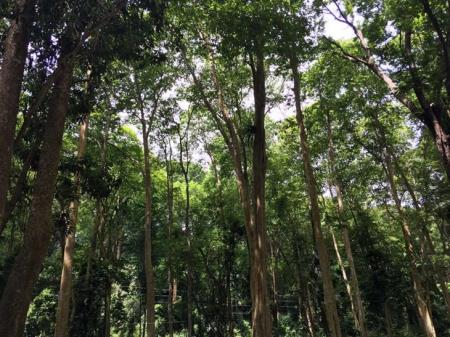Giải pháp nào sử dụng hiệu quả đất đai có nguồn gốc nông, lâm trường