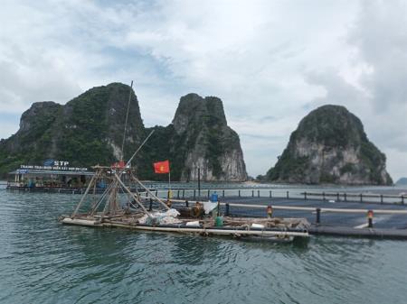 Lấy công nghệ làm đột phá lớn trong nuôi biển
