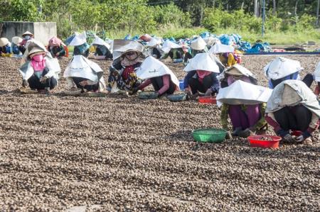 Hướng đi bền vững cho sản phẩm hạt điều mang thương hiệu Việt Nam
