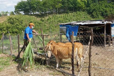 Những “cây cao bóng cả” tiên phong trên biên giới Kon Tum