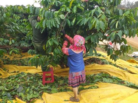 Nhộn nhịp mùa thu hái cà phê ở Tây Nguyên
