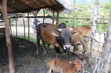Tăng cường kiểm soát vận chuyển trâu, bò qua biên giới