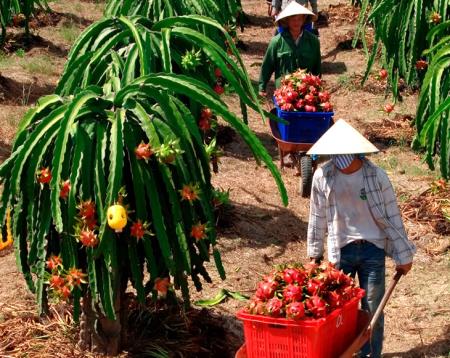 “Thủ phủ” thanh long trông chờ thị trường khởi sắc