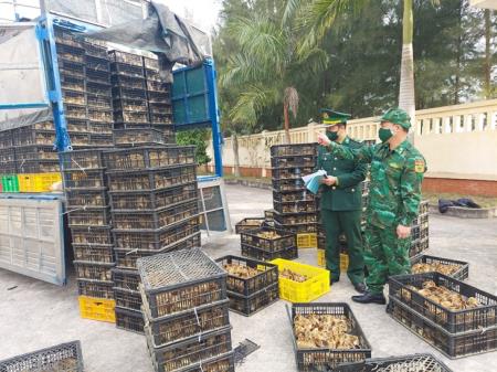 BĐBP Quảng Ninh bắt vụ vận chuyển gia cầm, cá giống không rõ nguồn gốc