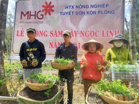 Vườn trồng sâm Ngọc Linh MHG: Đi chậm mà an toàn để bảo vệ giống sâm quý