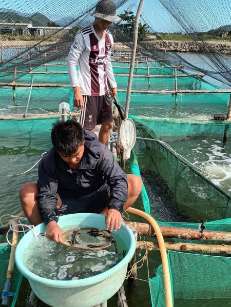 Sôi động thị trường giống cá biển