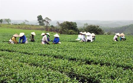 Thăng trầm chè Hà Cối