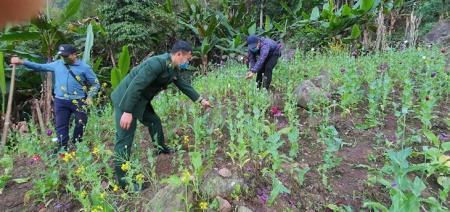 Ngăn chặn hoạt động tái trồng cây thuốc phiện trên địa bàn biên giới