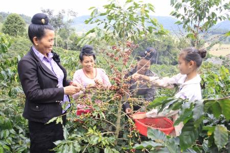 Cầu nối đưa nông sản Việt vươn xa