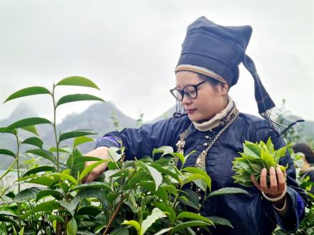 Bảo tồn và phát huy giá trị vùng chè cổ thụ